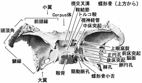 蝶形骨