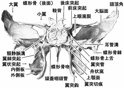 蝶形骨