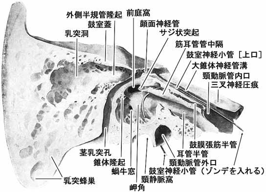 側頭骨