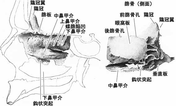 篩骨