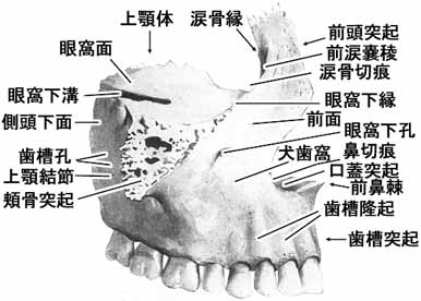 上顎骨