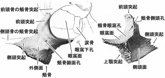 頬骨