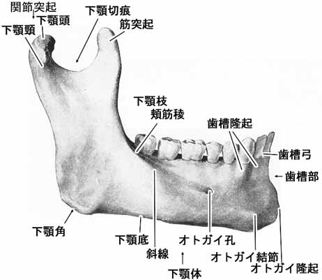 下顎骨