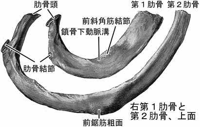 肋硬骨