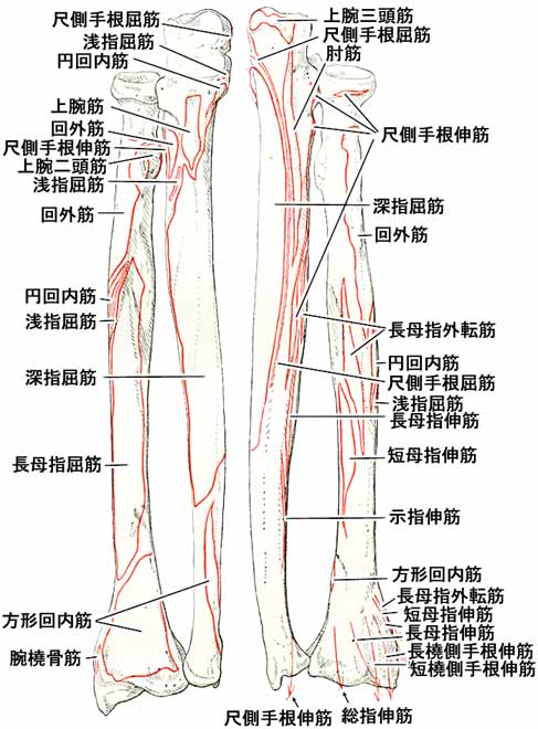 前腕の骨