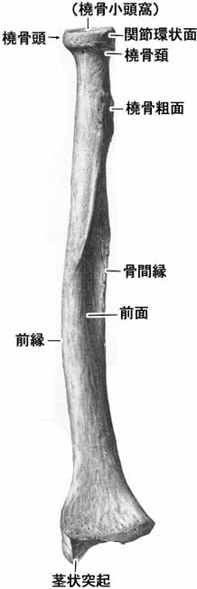 橈骨