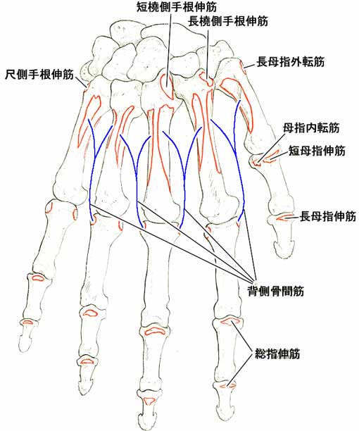 手の骨