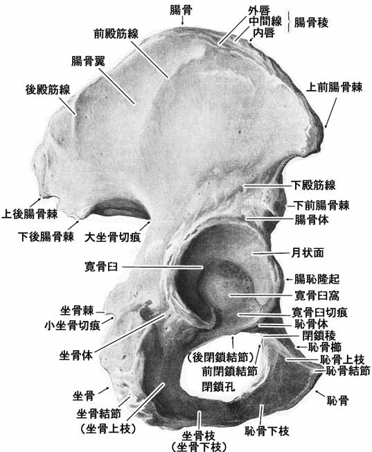 寛骨