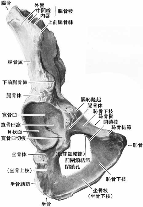 寛骨