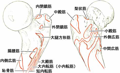 大腿骨