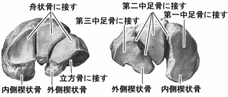 楔状骨