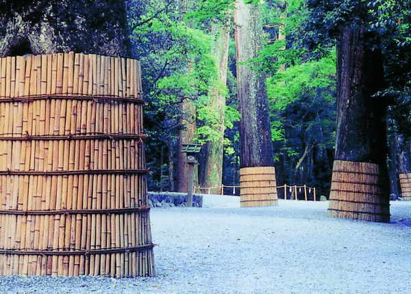 伊勢神宮参道千年の杜