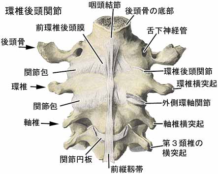 環椎後頭関節