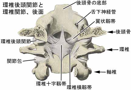 環椎後頭関節