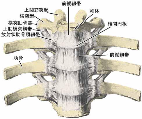 脊柱結合