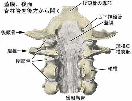 正中環軸関節