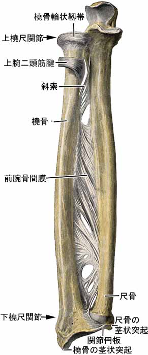 橈尺靱帯結合