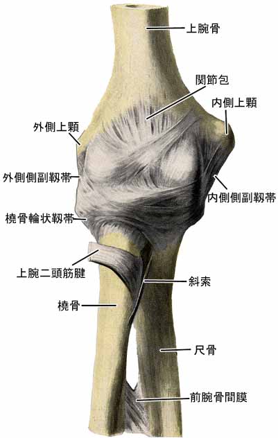 肘関節