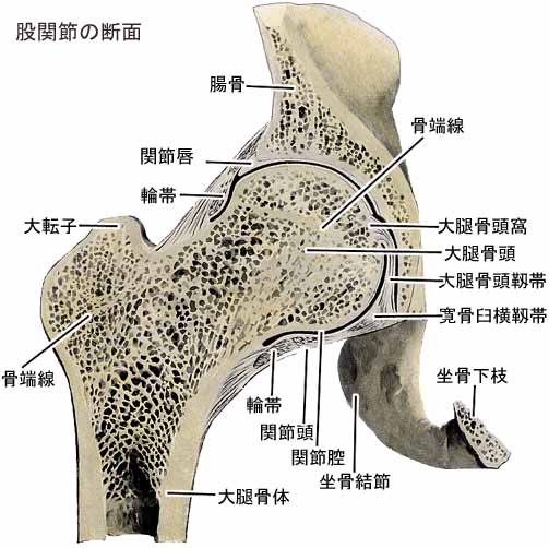 股関節