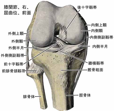 膝関節