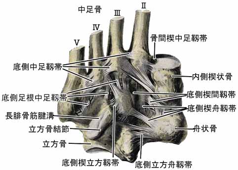 足の関節