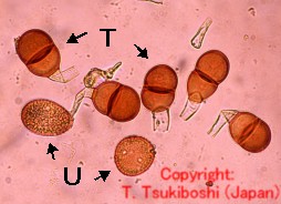 モロコシさび病菌