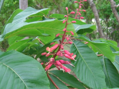 赤花栃の木