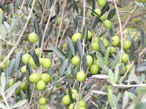 Olea europea