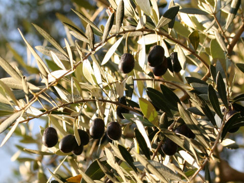 Olea europea