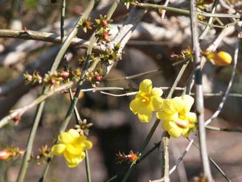 Jasminum nudiflorum