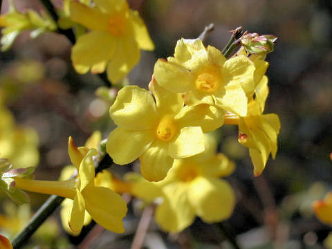 Jasminum nudiflorum