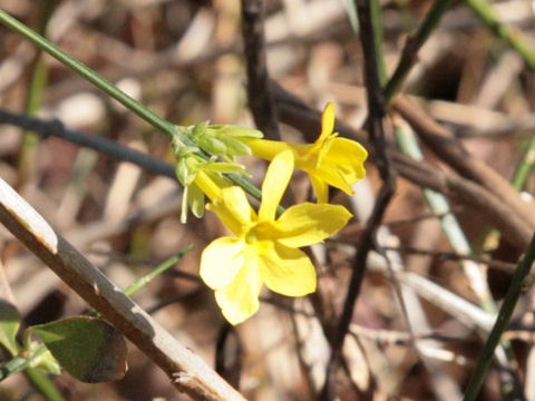 Jasminum nudiflorum