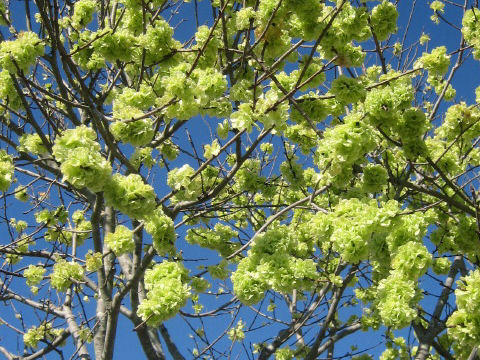 鬱金桜