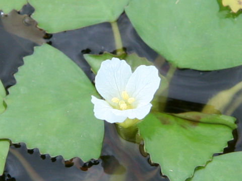 Trapa japonica