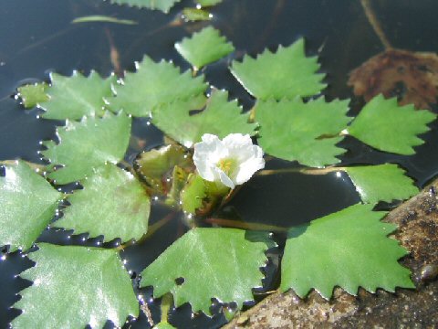 Trapa japonica