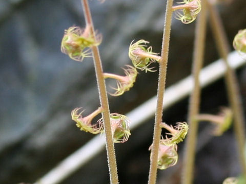 小哨吶草