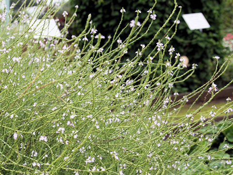 Verbena officinalis