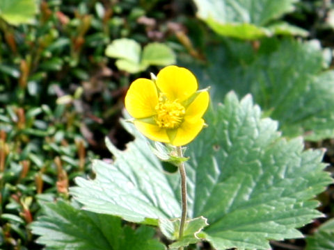 深山大根草