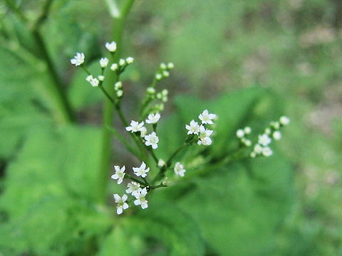 Cryptotaenia japonica