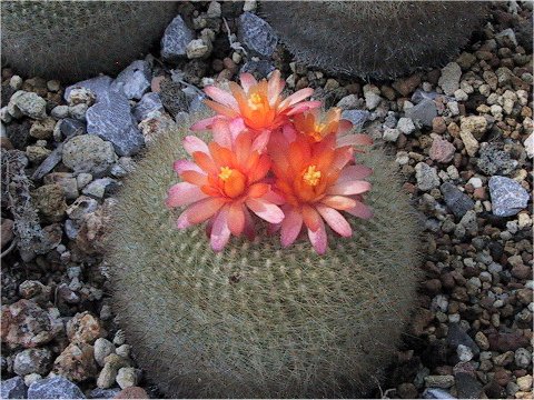 Notocactus haselbergii