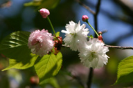 奈良の八重桜