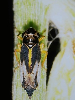 クロキスジカンムリヨコバイ