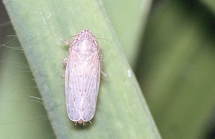 Recilia coronifera