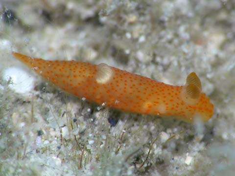 キヌハダウミウシ属の１種９