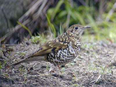 トラツグミ