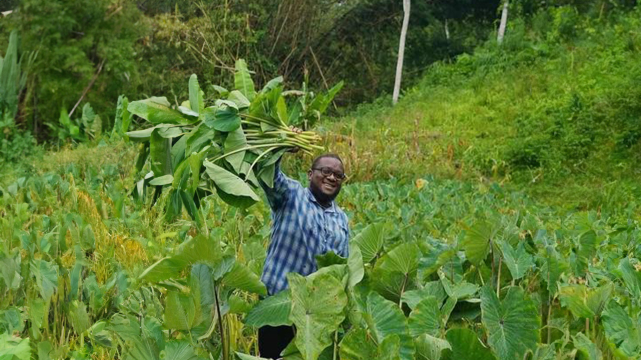 Alpha Sennon in a field surrounded by palms