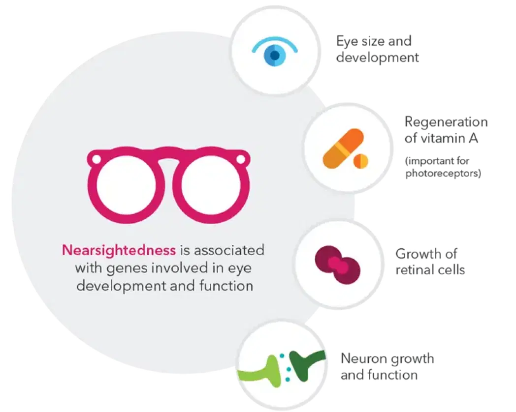 Image displays glasses illustrating that “nearsightedness is associated with genes involved in eye development and function”. Image shows an eye illustrating “eye and size development”. Image shows pill shape illustrating “regeneration of vitamin A, which is important for photoreceptors”. Image shows cells illustrating growth of retinal cells. Image shows illustration of neuron growth and function.