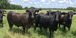 Black F1 crossed heifers