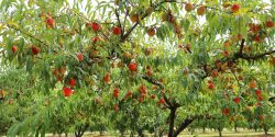 peach tree in a peach orchard