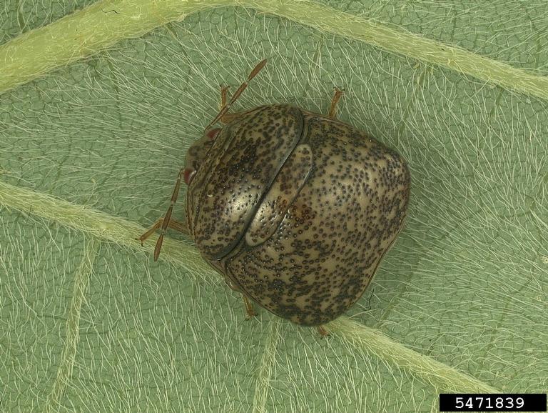 A kudzu bug closeup on a green leaf.